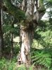 Waihe'e Ridge Trail